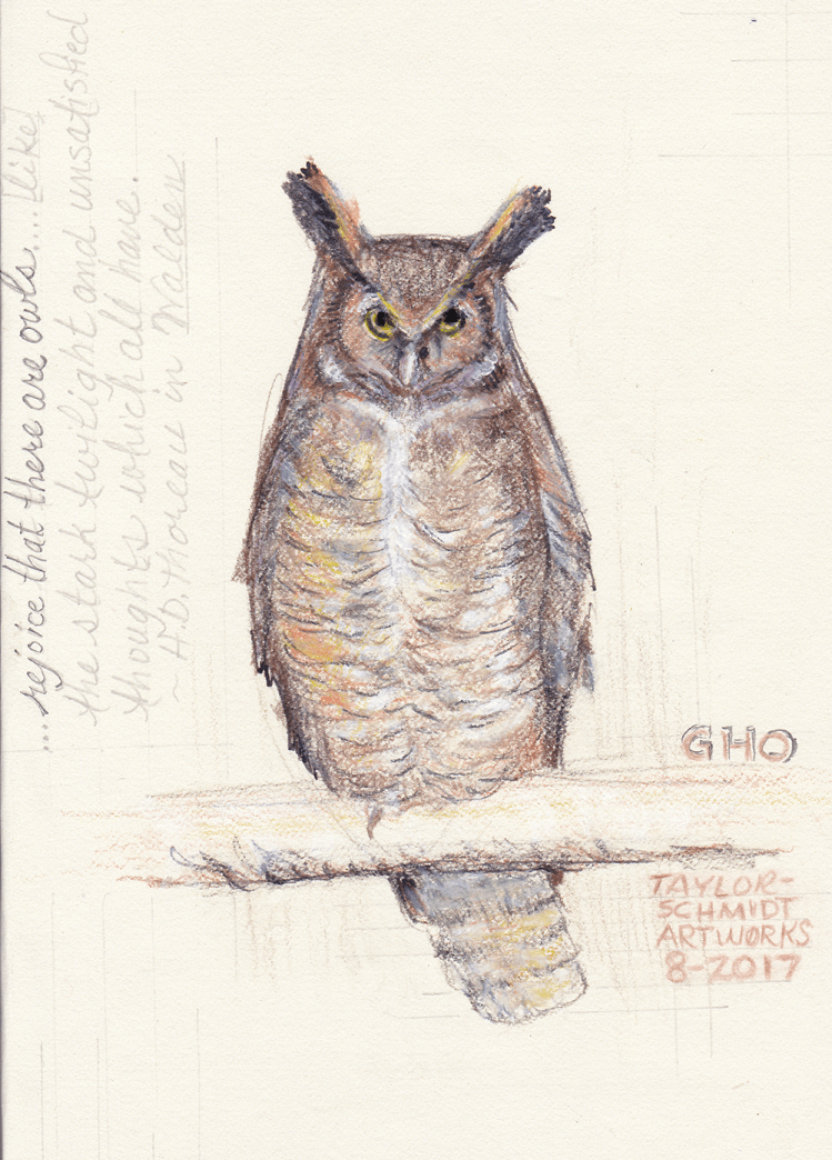 Great Horned Owl Thoreau by Ann Taylor-SchmidtWebSmall
